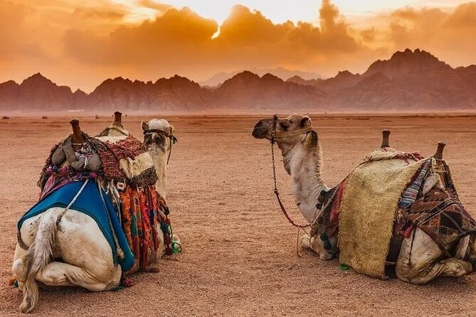 Hurghada Safari Trip Quad, Buggy, Jeep, Camel, Dinner, and Show - Camel ride and Bedouin village visit: short, but it changes the mood