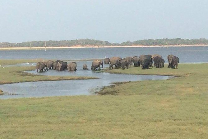 Hurulu eco park jeep safari - Key highlights to know before you go