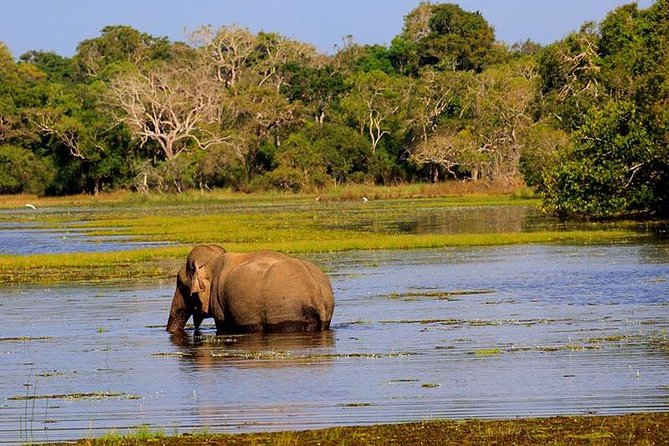 Hurulu eco park jeep safari - Price and what your $50 actually buys
