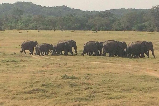 Hurulu eco park jeep safari - What happens during the 3–4 hour Jeep safari