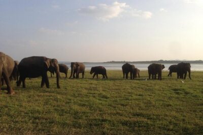 Hurulu eco park jeep safari - Minneriya vs Hurulu Eco Park: why the park choice can affect expectations