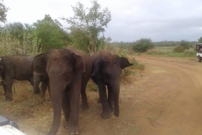 Hurulu eco park jeep safari - Entrance fees, cash, and small moves that prevent stress