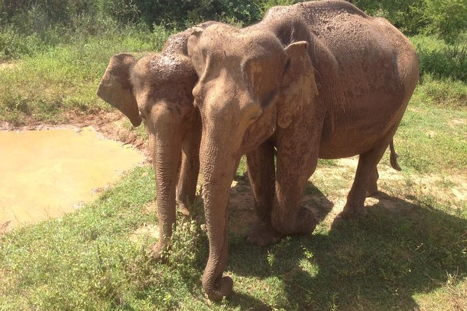 Hurulu eco park jeep safari - Who this safari is best for (and who should skip it)
