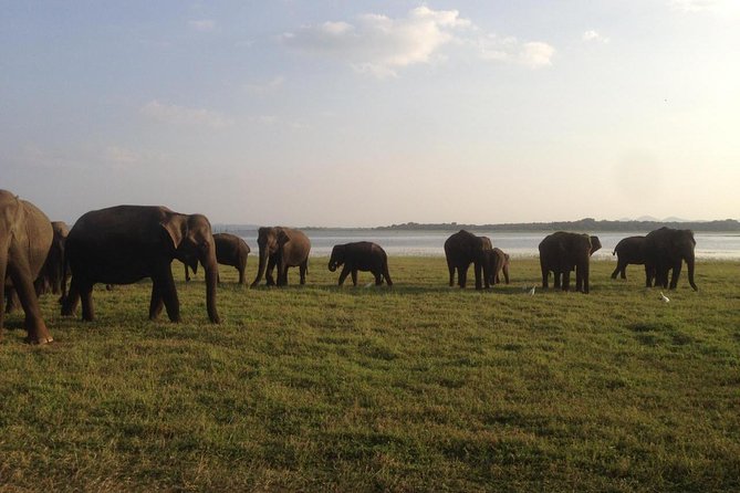 Hurulu eco park jeep safari - Minneriya vs Hurulu Eco Park: why the park choice can affect expectations