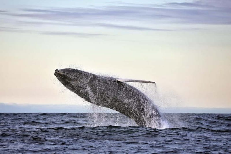 Húsavík: Original Big Whale Safari & Puffins by Speedboat - Key things to know before you go