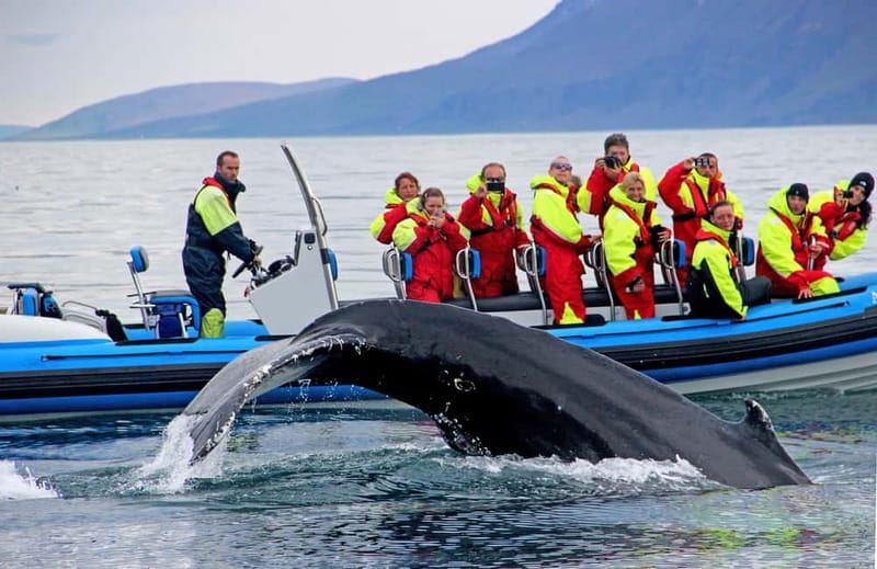 Húsavík: Original Big Whale Safari & Puffins by Speedboat - Gentle Giants RIB safari: why this whale watch feels different in Húsavík