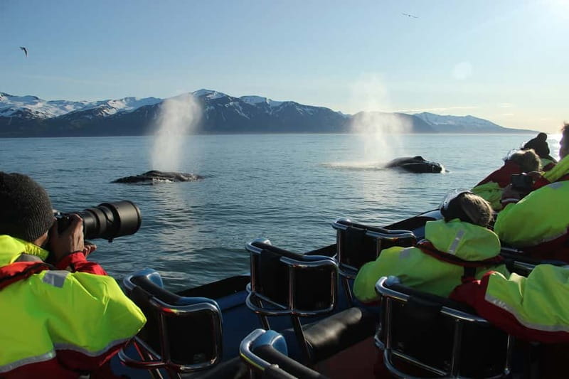 Húsavík: Original Big Whale Safari & Puffins by Speedboat - The first stop: the Puffin Island push during nesting season