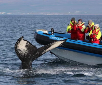 Húsavík: Original Big Whale Safari & Puffins by Speedboat - Meeting at Gentle Giants: How the Tour Starts Smoothly