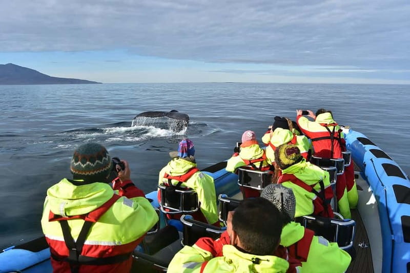Húsavík: Original Big Whale Safari & Puffins by Speedboat - The whale species you’re hoping for (and what sightings tend to feel like)