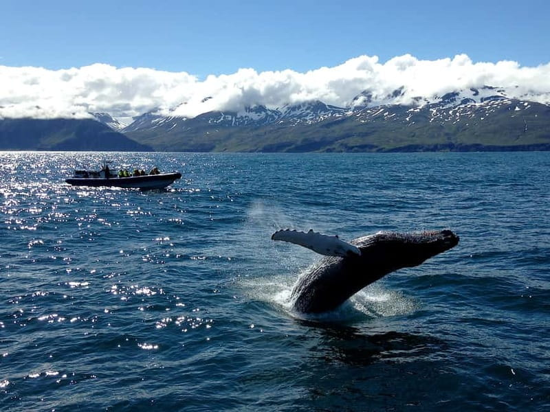 Húsavík: Original Big Whale Safari & Puffins by Speedboat - RIB ride reality check: bumpy seas, sickness risk, and how to stay warm