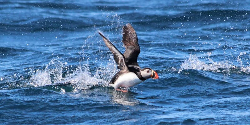 Húsavík: Original Big Whale Safari & Puffins by Speedboat - Who should pick this speedboat tour (and who should skip it)
