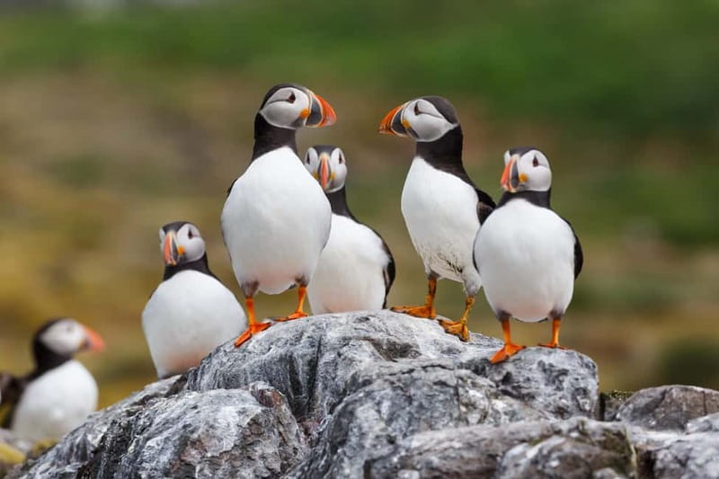 Húsavík: Original Big Whale Safari & Puffins by Speedboat - Value for the price: is $175 per person worth it?