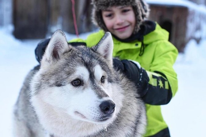 Husky Safari from Levi 2 KM or 5 KM with Husky Sledge Ride - From Hotel Door to Snow Trail: Pickup and Timing That Actually Works