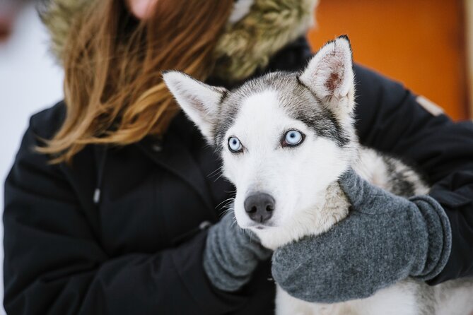 Husky Safari from Levi 2 KM or 5 KM with Husky Sledge Ride - Cold-Weather Reality Check: What You’ll Get Warm (and What You Must Bring)