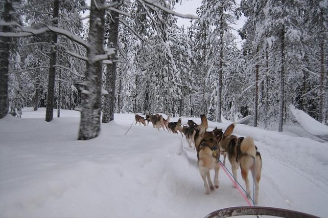 Husky Safari from Levi 2 KM or 5 KM with Husky Sledge Ride - Guides and Dog Care: Friendly, Firm, and Focused