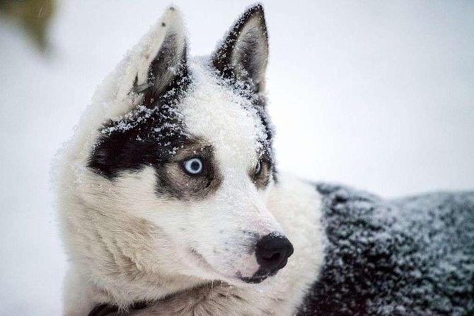 Husky Safari from Levi 2 KM or 5 KM with Husky Sledge Ride - Price and Logistics: Is It Worth $202.84 in Levi?