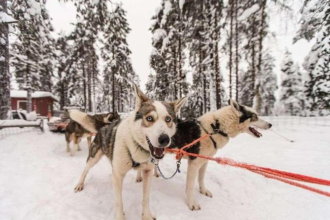 Husky Safari from Levi 2 KM or 5 KM with Husky Sledge Ride - Who This Husky Safari Suits Best