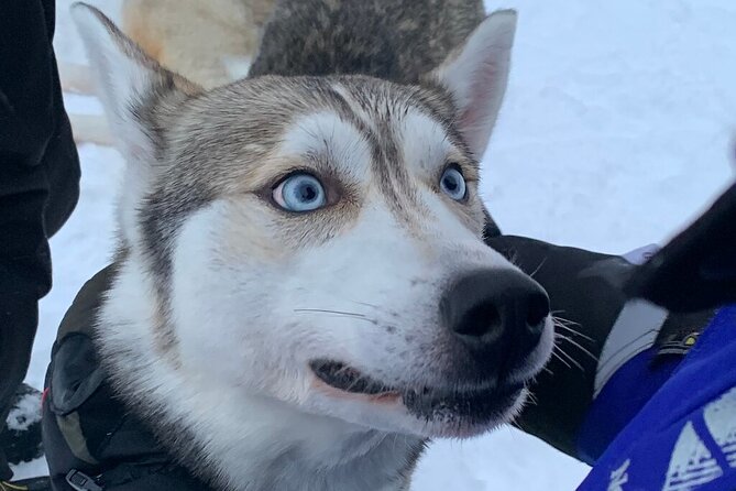 Husky Safari from Levi 2 KM or 5 KM with Husky Sledge Ride - The Husky Farm Intro: Meeting Dogs Like Real Workers