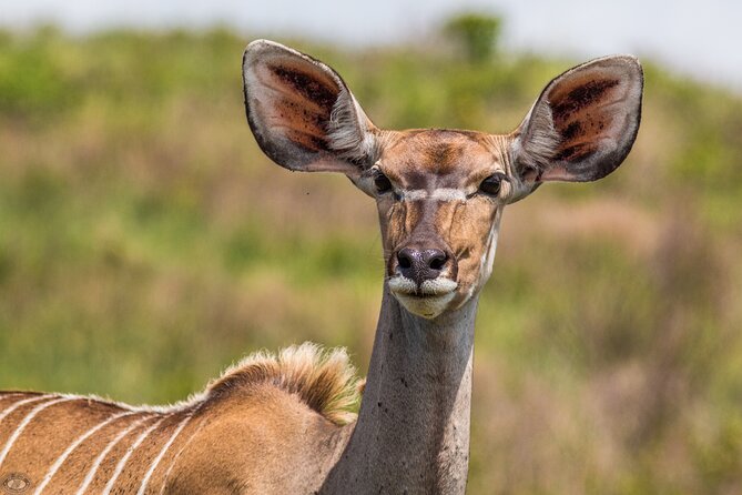 iSimangaliso Sunset Game Drive - Guide style: how to get the most from your guide (and why reviews mention it)