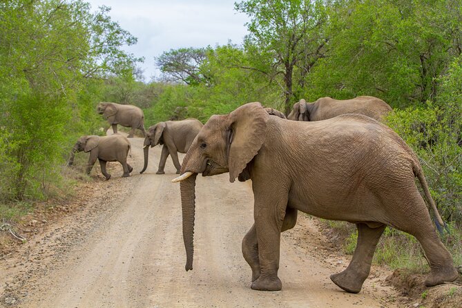 iSimangaliso Sunset Game Drive - What you can spot: elephants, rhinos, leopards and the easier-to-miss life