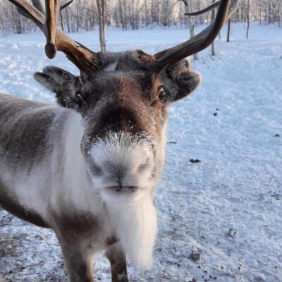 Ivalo: Snowmobile Safari, Meet and Feed Reindeers with Lunch - Snowmobile Safari in Ivalo: What the 195 Minutes Really Feels Like