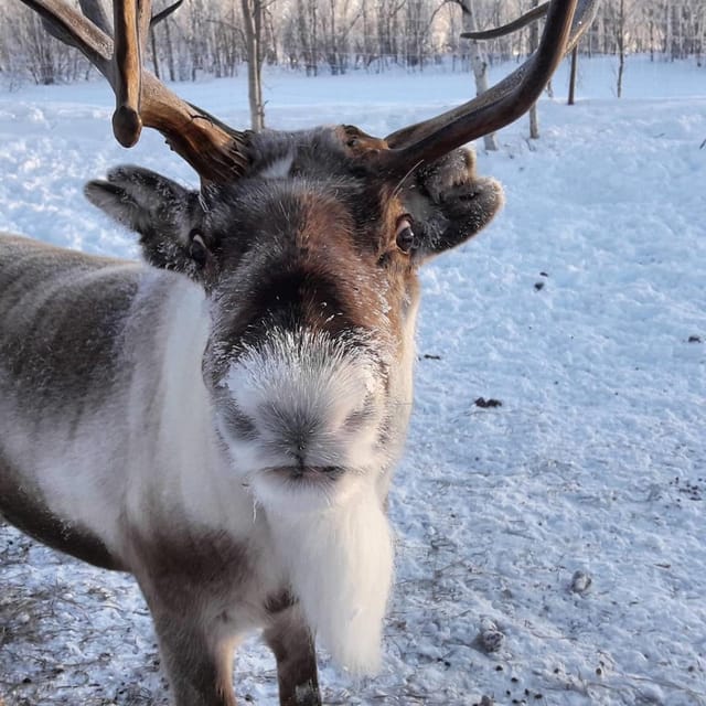 Ivalo: Snowmobile Safari, Meet and Feed Reindeers with Lunch - Snowmobile Safari in Ivalo: What the 195 Minutes Really Feels Like