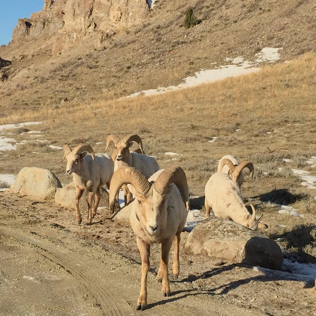 Jackson: Grand Teton Sunrise Safari with Naturalist Guide - Scenic pullouts for mountains, lakes, and valleys without a rushed schedule