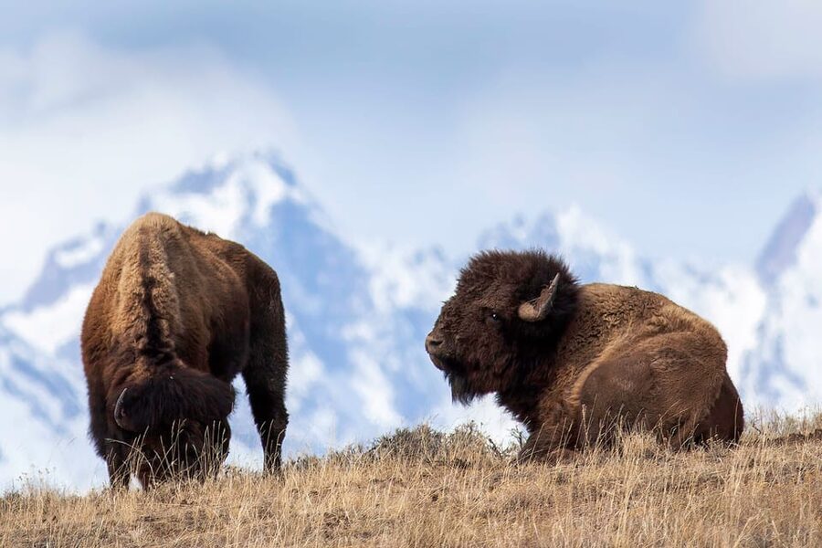 Jackson: Grand Teton Sunrise Safari with Naturalist Guide - Naturalist guide field notes: geology, history, and why animals behave the way they do