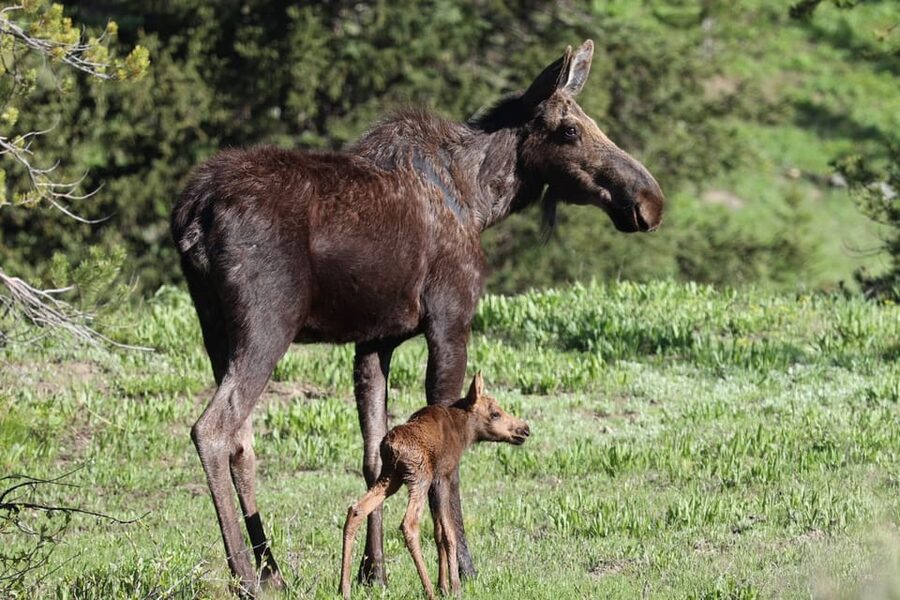 Jackson: Grand Teton Sunrise Safari with Naturalist Guide - What to bring for cold mornings and sudden weather shifts