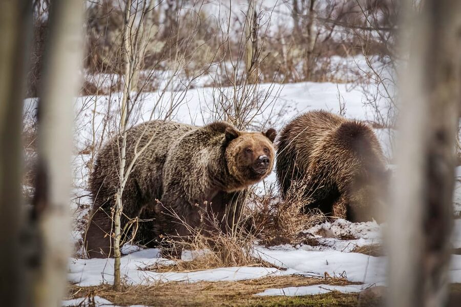 Jackson: Grand Teton Sunrise Safari with Naturalist Guide - Who this sunrise safari fits best