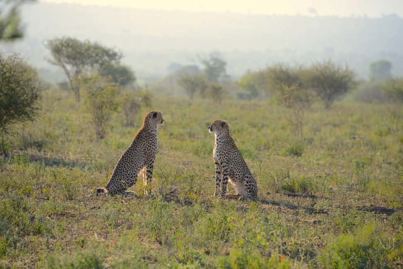 Jaipur: Jhalana Amagarh Leopard Reserve 4×4 Jeep Safari - Jhalana Amagarh: Jaipur’s Urban Leopard Reserve in the Aravallis