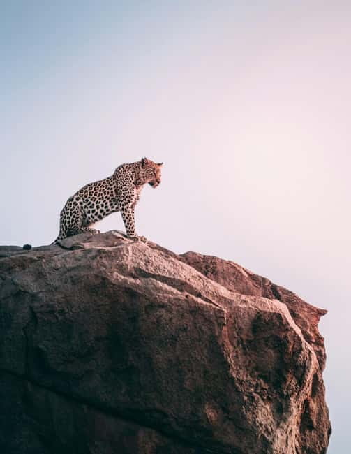 Jaipur: Jhalana Amagarh Leopard Reserve 4×4 Jeep Safari - Hotel pickup and the 3.5–8 hour day plan
