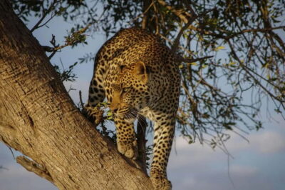 Jaipur: Jhalana Amagarh Leopard Reserve 4×4 Jeep Safari - The real deal on sightings: what you’re paying for