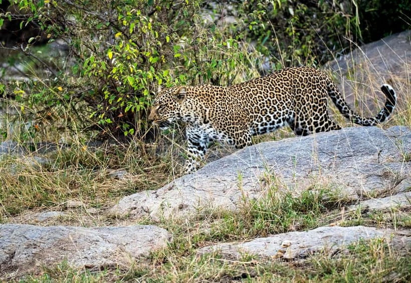 Jaipur: Jhalana Amagarh Leopard Reserve 4×4 Jeep Safari - Photo tips from inside the jeep (for real phone cameras)