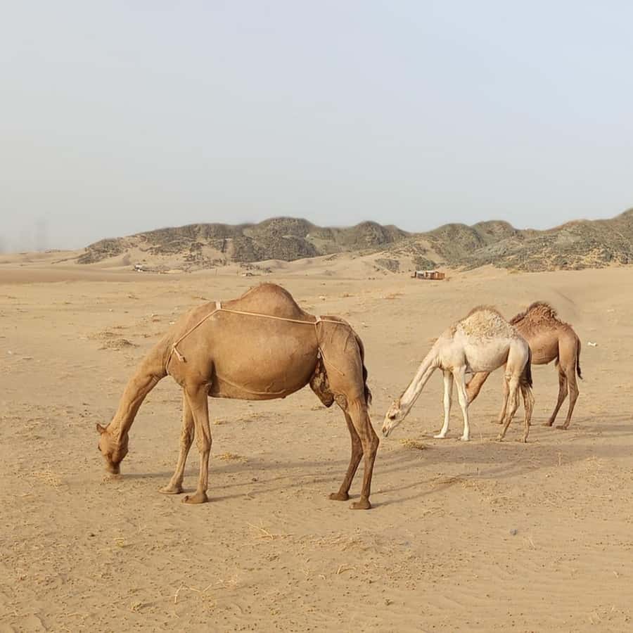 Jeddah Desert Safari: Quad Biking, Camel Farm & Sunset Views - Sunset or Sunrise Views: When the Desert Turns Worth the Trip