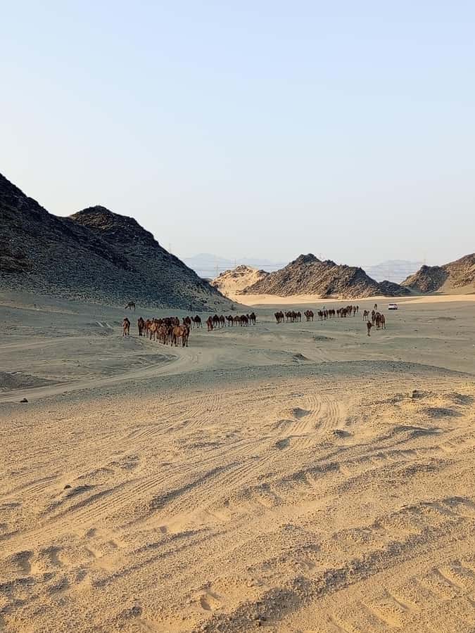 Jeddah Desert Safari: Quad Biking, Camel Farm & Sunset Views - The Flow of the Itinerary (and Where Time Goes)