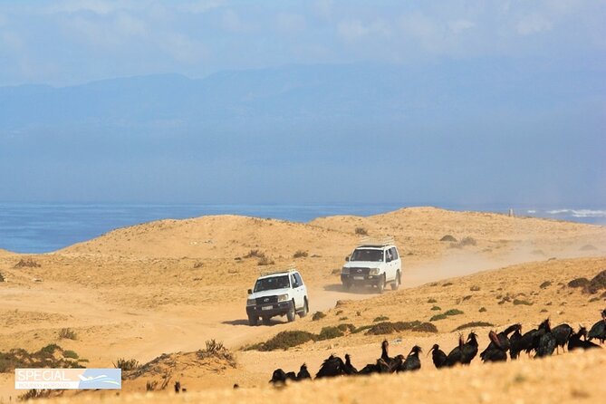 Jeep 4x4 Safari Atlantic Ocean & Desert Dunes with Berber Lunch - Price and value: why $43.73 can make sense