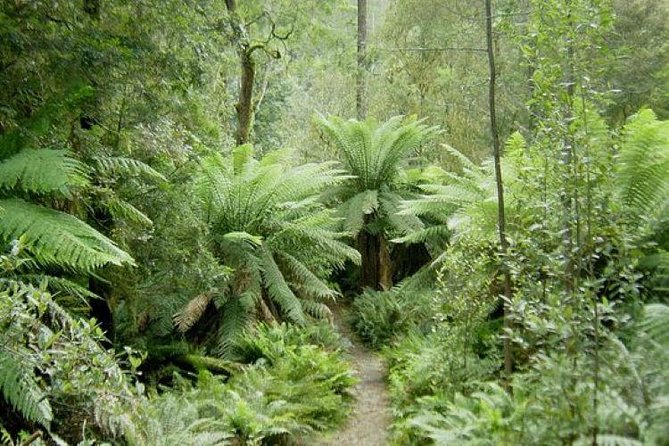 JEEP JUNGLE SAFARI Around Koh Samui(Eco Friendly)including Lunch - Lunch on the mountain: where the day slows down