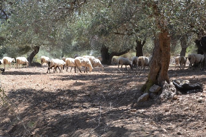 Jeep Safari 4x4 Crete real off road mountain tracks with Lunch from Hersonissos - Kalo Chorio stop: the practical village break you’ll be glad you get