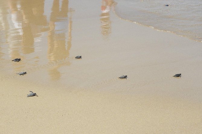 Jeep Safari to Akamas National Park: Avakas Gorge Tour from Paphos - Lara Bay turtle station: how protection changes what you see
