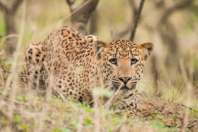 Jhalana Panther Safari Park Tour in Jaipur - Key Things I’d Watch For