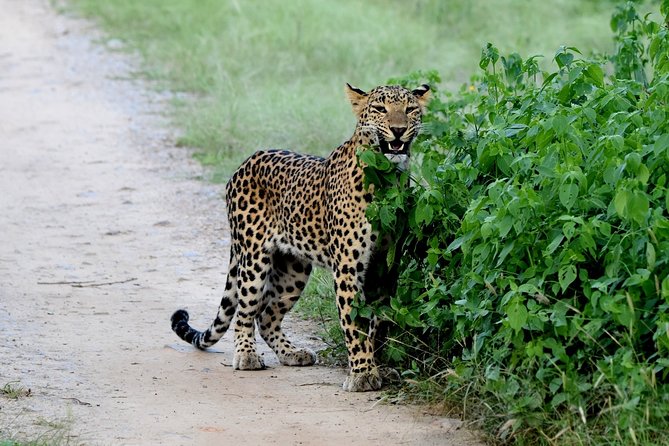 Jhalana Panther Safari Park Tour in Jaipur - Open-Jeep Panther Country: What You’re Really Doing