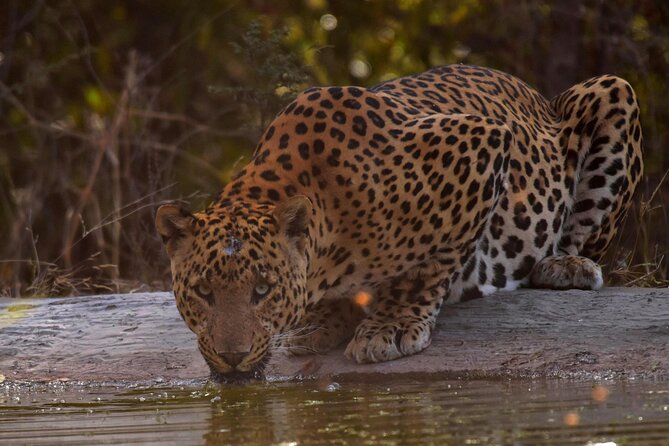 Jhalana Panther Safari Park Tour in Jaipur - Pickup Rules in Jaipur: Free Within 5 Miles vs $35 Beyond 8 km