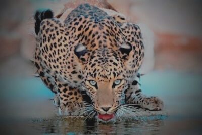 Jhalana Panther Safari Park Tour in Jaipur - Value Check: The $45 Package and What Comes With It