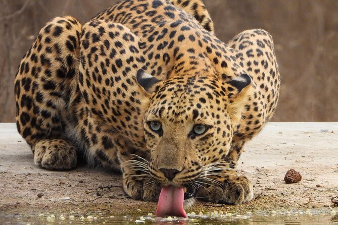 Jhalana Panther Safari Park Tour in Jaipur - Wildlife Odds by Season: Winter Cold, Summer Heat, Monsoon Changes