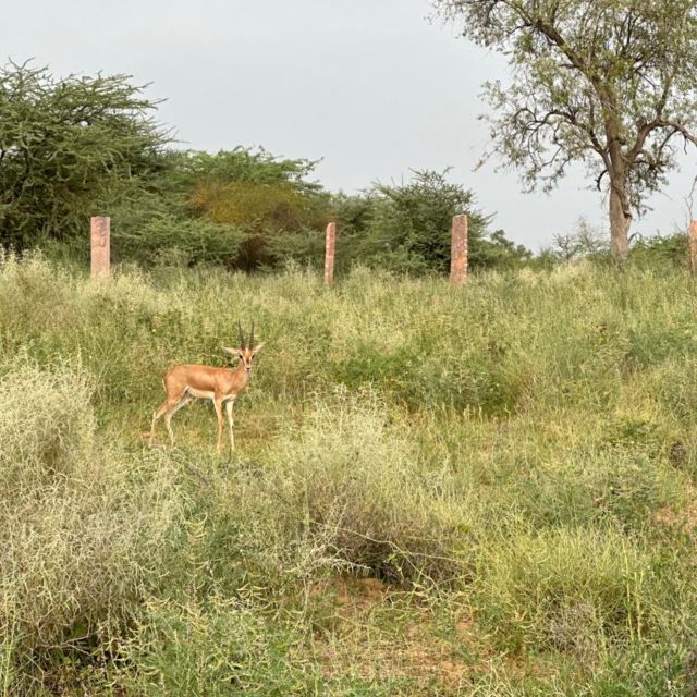 Jodhpur: Desert Camel and Jeep Safari with Traditional Food - Walking a rural Thar village: Why the family welcome matters