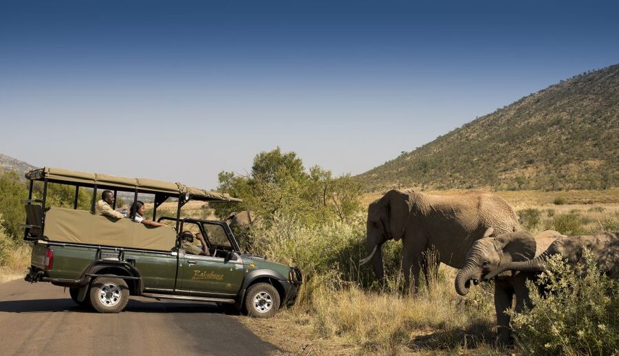 Johannesburg: 2-Day 4-Star Pilanesberg Safari - Should You Book This Johannesburg to Pilanesberg Safari?
