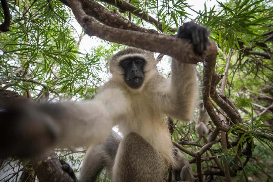 Johannesburg: 4-Day Classic Kruger National Park Safari - 4-hour bush walk with armed rangers: the most intense part