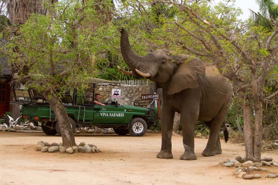 Johannesburg: 4-Day Classic Kruger National Park Safari - Tremisana Game Lodge: comfort after dust-and-sun days