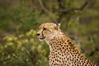 Johannesburg: Affordable 3 Day Kruger Park Safari - Open vehicle game viewing: why it feels different in Kruger